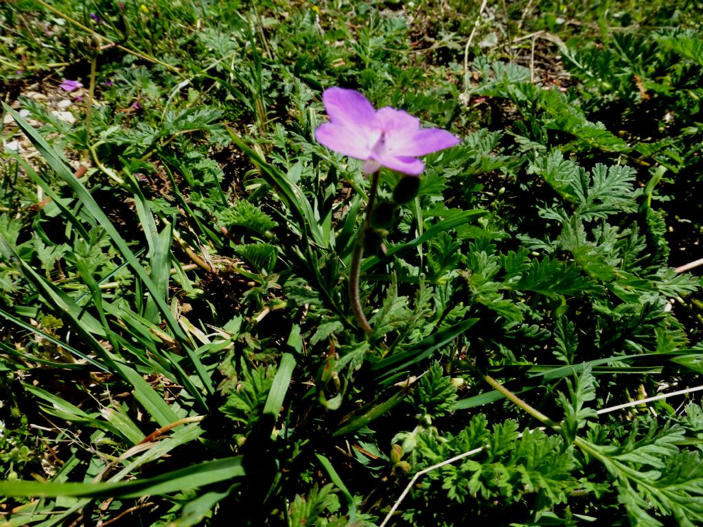 Erodium alpinum